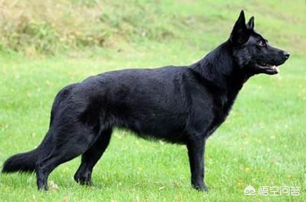 黑色德国牧羊犬出售（黑色德国牧羊犬图片 纯种）