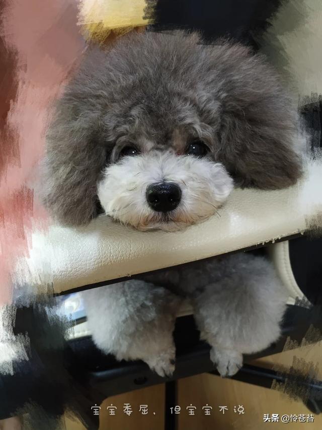 什么狗最聪明排名第二（什么狗最聪明排行榜）