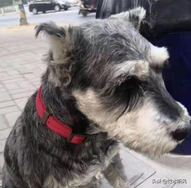 养雪纳瑞需要买什么（养雪纳瑞有什么注意的地方嘛）