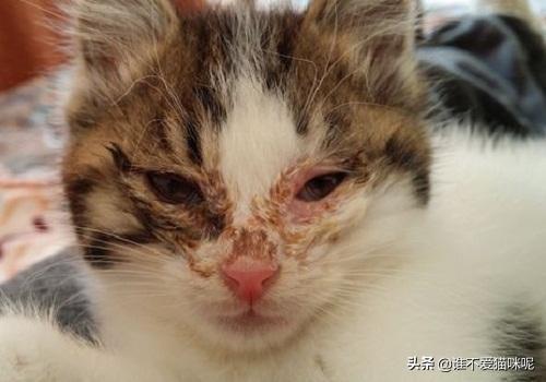 猫鼻支传染吗（猫鼻支会传染吗给别的猫咪）