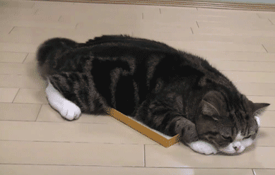 扯猫尾巴会痛吗（扯小猫尾巴会大小便失禁吗）