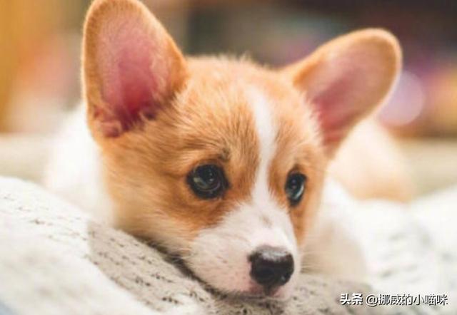 柯基突然什么都不吃了（柯基突然什么都不吃了怎么办）