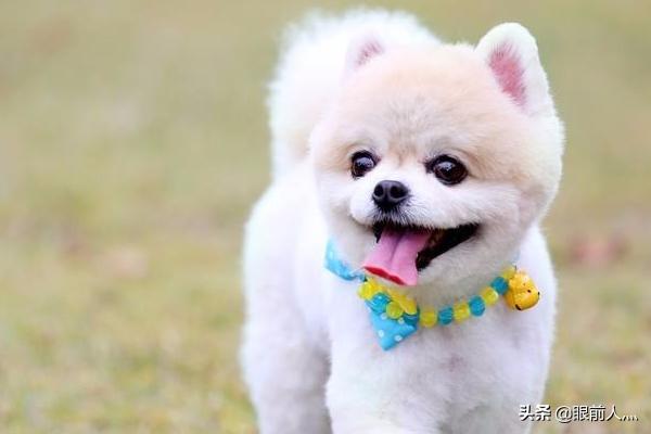 犬身上的螨虫图片（狗身上螨虫怎么去除简单方法）