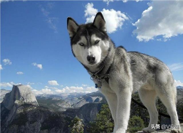 可爱狗狗哈士奇图片（可爱哈士奇图片大全超萌）