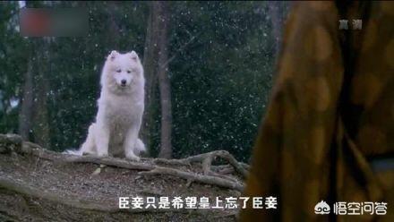 日本狐狸狗的名字（日本狐狸狗图片）