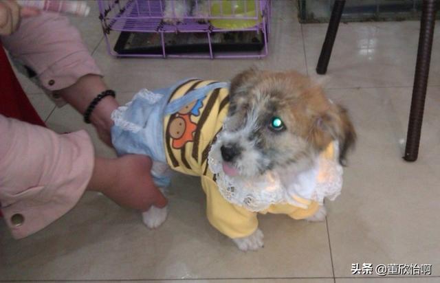 小狗来例假该怎么办（小狗来月经怎么处理方法应急）