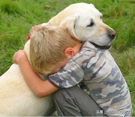 给狗狗安乐死是造孽吗（给狗狗安乐死是造孽吗 学佛）