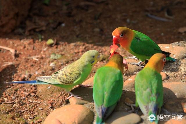 鹦鹉怎么养亲近人（鹦鹉怎么养亲近人呢）