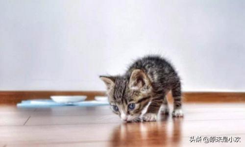 猫咪照片大全图片（猫咪照片大全图片卡通）