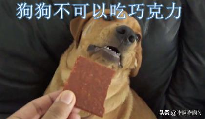 狗吃巧克力饼干（狗吃巧克力饼干有事吗）