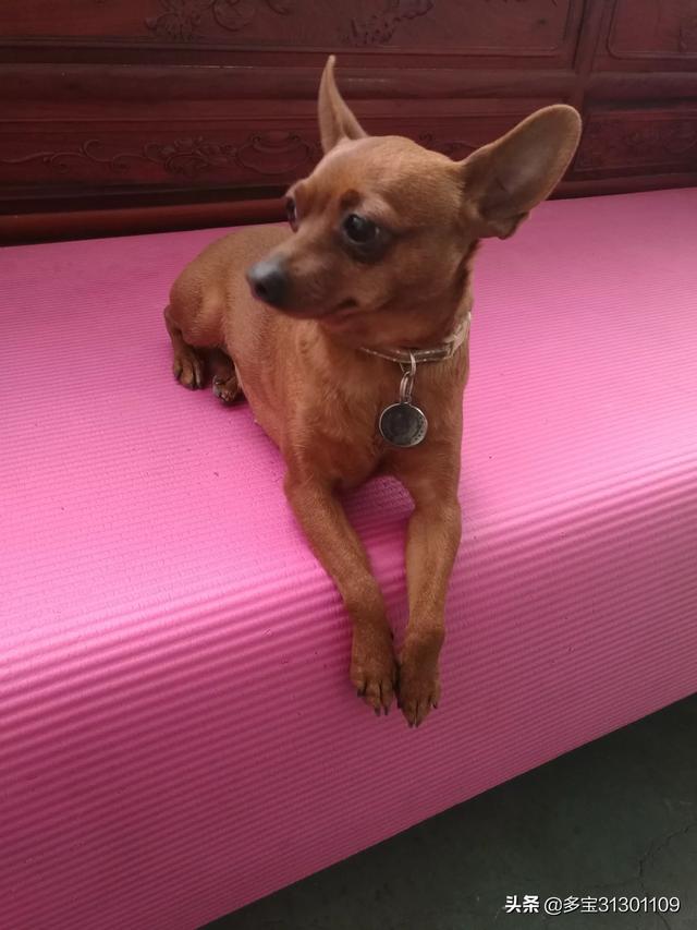 小鹿犬 优点缺点