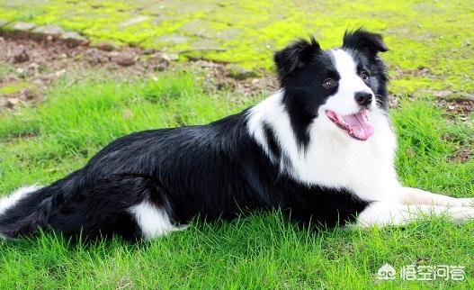 成年边境牧羊犬大概多少钱（边境牧羊犬成犬多大）