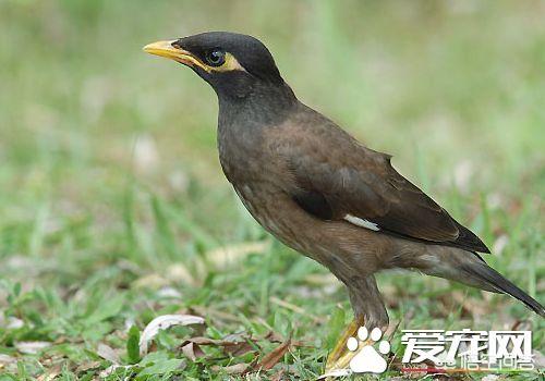 巴哥鸟学说话全集（巴哥鸟说话视频）