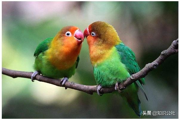 鹦鹉鱼喜欢光照吗