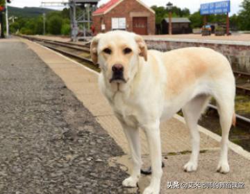 拉布拉多狗怎么训练（拉布拉多狗狗训练教程18个技巧）