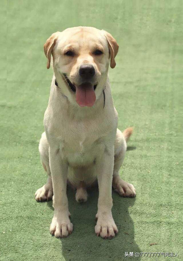 教狗狗基本坐立视频（教狗狗基本坐立视频讲解）