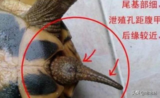 巴西龟怎么分公母能生长多少年