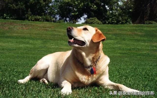 怎么训练边牧谢谢（怎样训边牧视频教程）