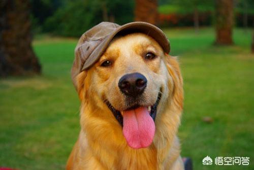 金毛狗狗应该怎么养（金毛狗狗应该怎么养才好）
