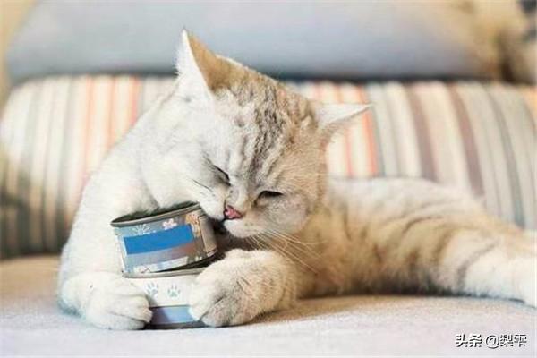 十大最好猫罐头（质量口碑较好的猫罐头）