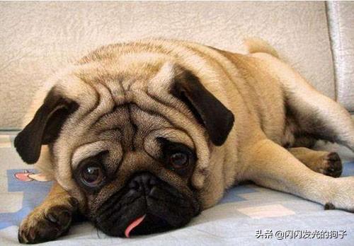 狗狗拉稀可以喝水吗（狗狗拉稀可不可以喝水）