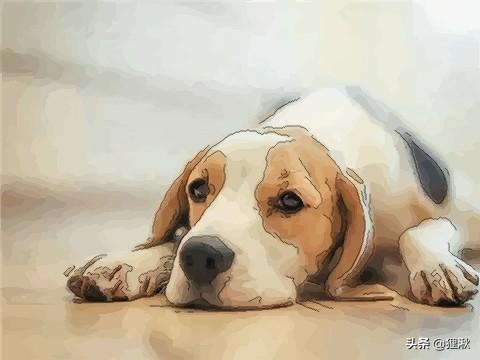 狗狗的名字大全带图（狗狗的名字大全带图片）