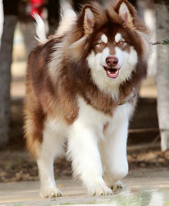 阿拉斯加地方图片（阿拉斯加地图中文版高清晰）