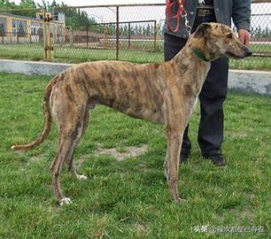 大丹狗狗图片（大丹狗狗图片欣赏）