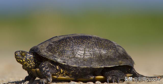 乌龟怎么分公母雌雄（乌龟怎么分公母雌雄图片）