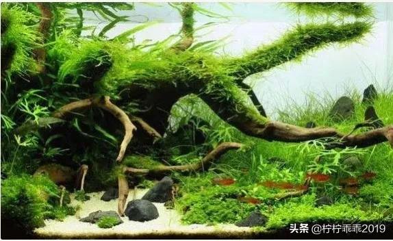 沉木怎么处理不黄水（沉木怎么沉水）