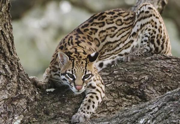 豹猫是保护动物吗几级保护动物