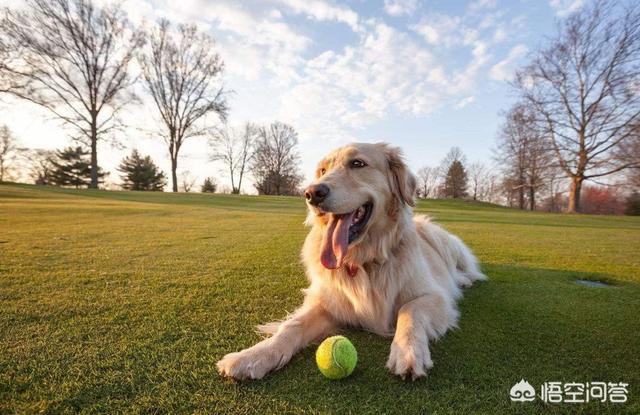 小土狗多少钱一只幼崽（小土狗一般多少钱）