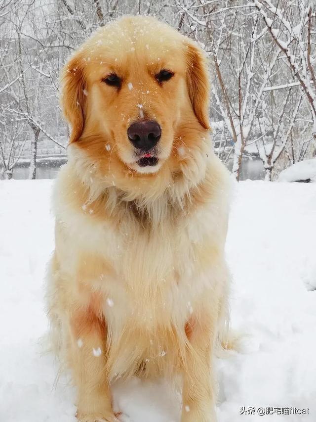 秋田犬是小型犬吗（秋田犬算不算）