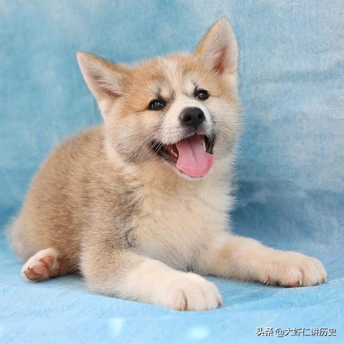 狗狗皮肤病用什么药治疗好（狗狗皮肤病用什么药最好的方法）