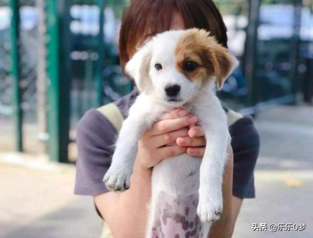 卖宠物的软件或者平台（售卖宠物的软件）