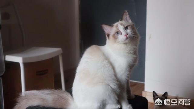 猫咪在乎主人的5个表现（其实猫咪关心你的三个表现）