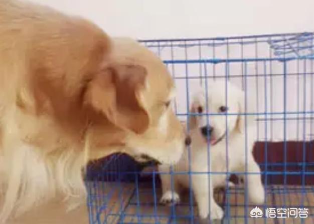 最适合金毛的狗粮（比较适合金毛的狗粮）