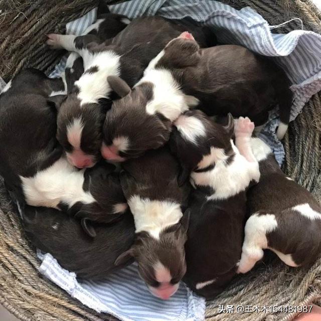 狗一年寿命等于人类几年（狗一岁顶人几岁）