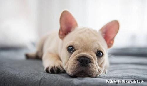 狗感冒拉稀吃什么药（狗狗感冒引起的拉肚子吃什么药）