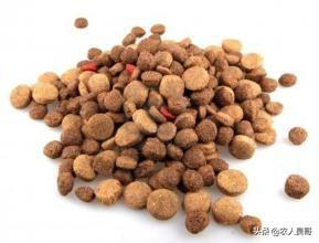 幼犬狗粮怎么泡才好吃（幼犬粮怎么泡比例）