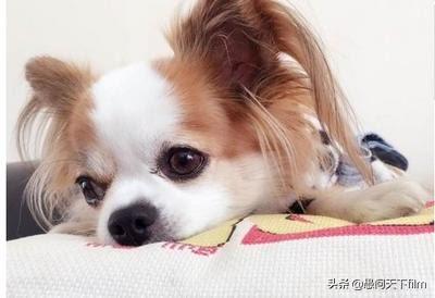 小狗吐黄颜色液体怎么办（小狗吐黄颜色液体怎么办拉稀）