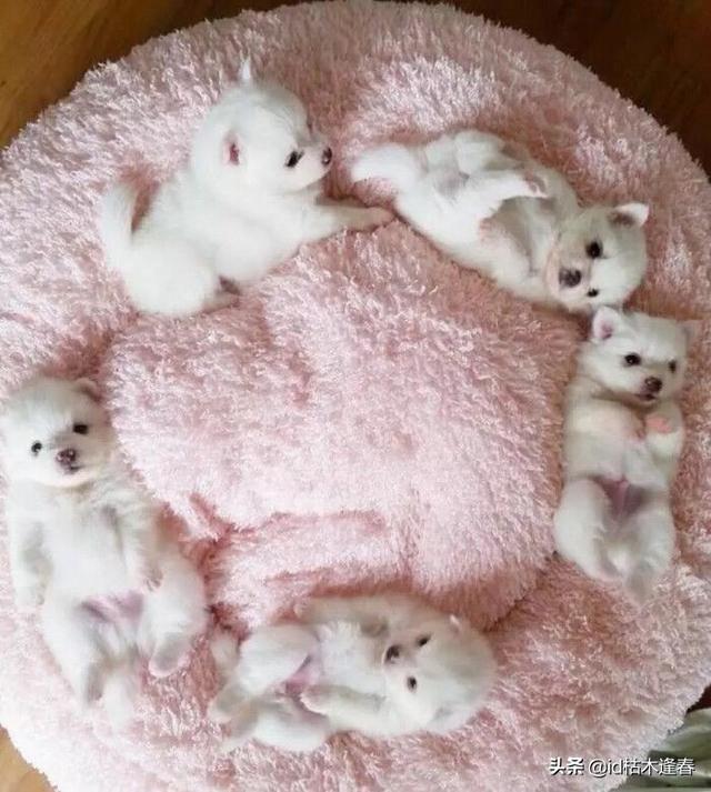 小狗几天睁眼（小狗几天睁眼睛会走路）