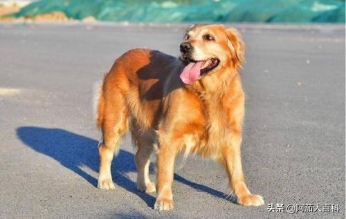 2个月金毛犬喂养方法