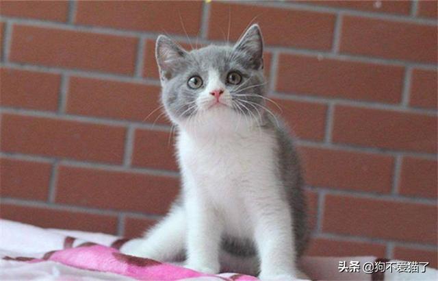 蓝猫怎么养腮（蓝猫怎么养活）