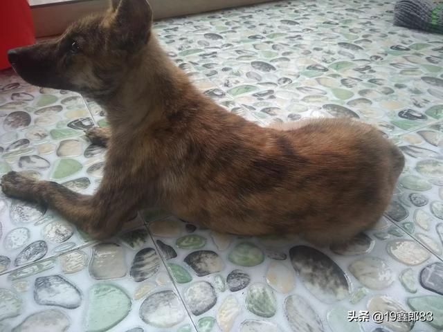 体味不臭的十大狗狗（体味不臭的十大狗狗排名）