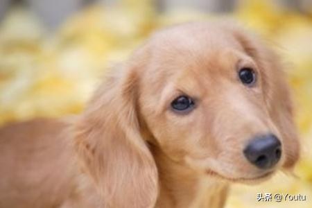 怎么训练狗狗大小便定点（怎么训练狗大小便在指定地点）