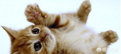 拜耳驱虫药吃多了怎么办（拜耳驱虫药用量多了怎么办）