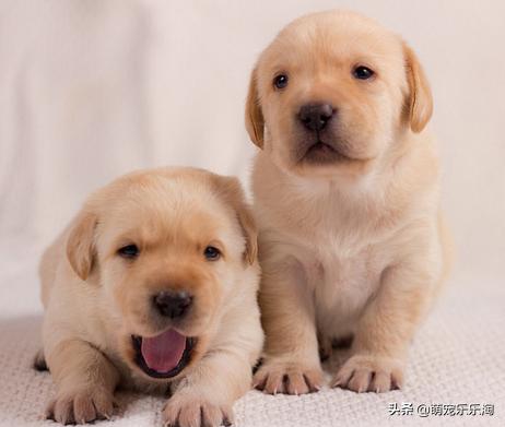 狗真咬和假咬区别（狗狗为什么喜欢假咬主人）