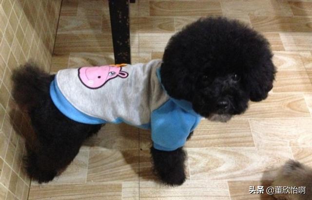 泰迪最好看的造型（泰迪造型种类）