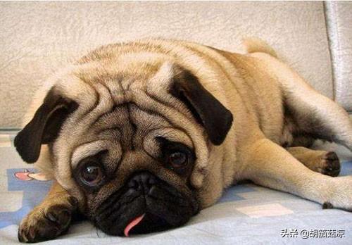 狗狗精神正常有点拉稀（狗狗精神挺好就是拉稀）